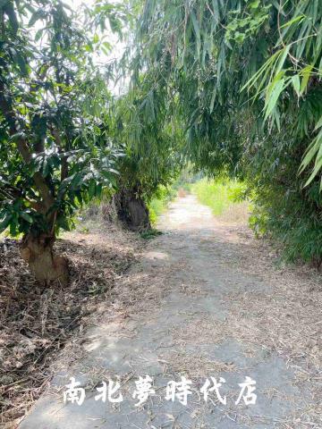 台南大內農地-3