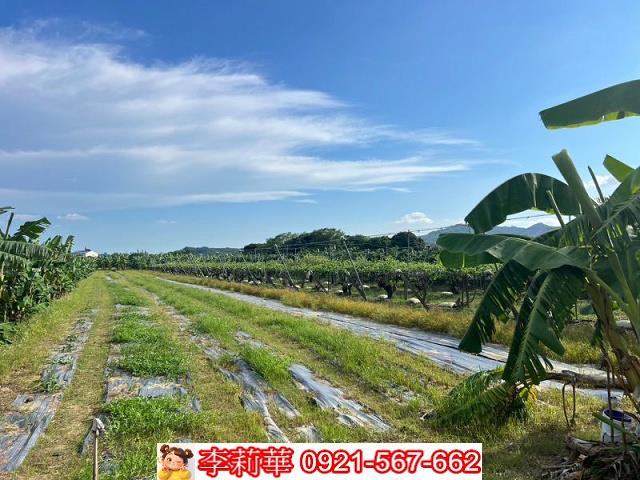 玉井農地-7