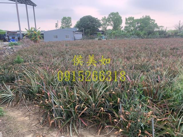 中埔農地-3