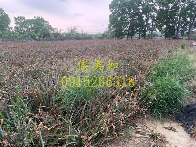 中埔農地-4