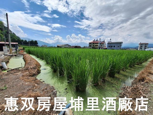 埔里農地-7