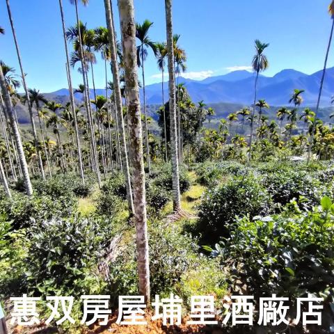魚池農地-10
