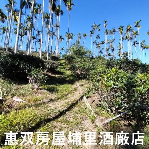 魚池農地-5