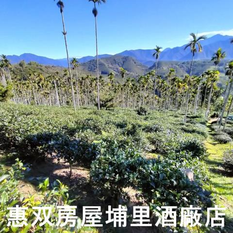 魚池農地-7