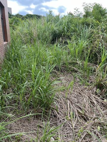 桃園平鎮農地-9