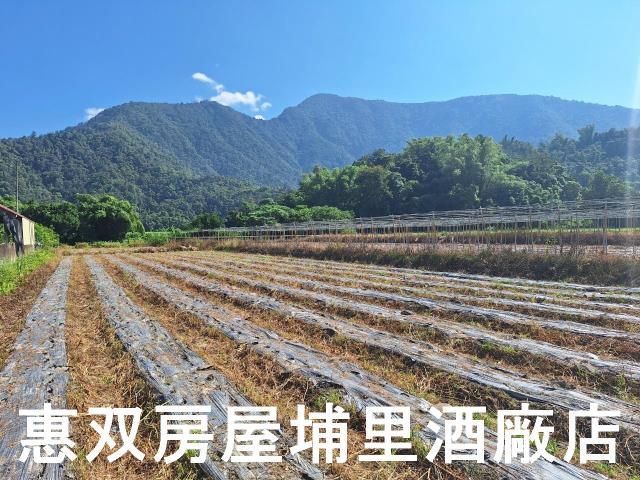 南投埔里農地-0