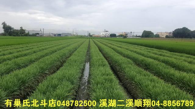 彰化埤頭農地-3