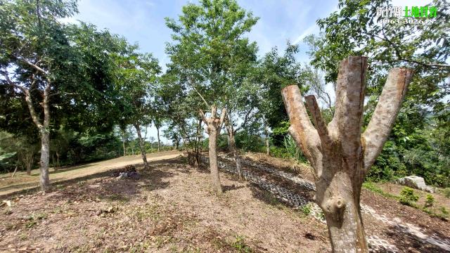 新竹北埔農地-11