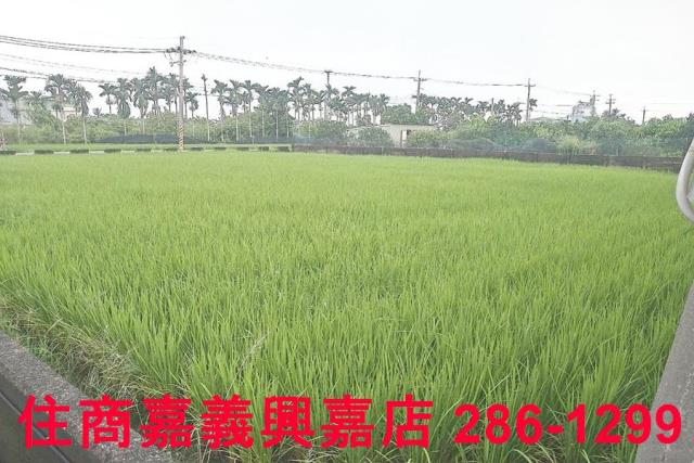 大林農地-1