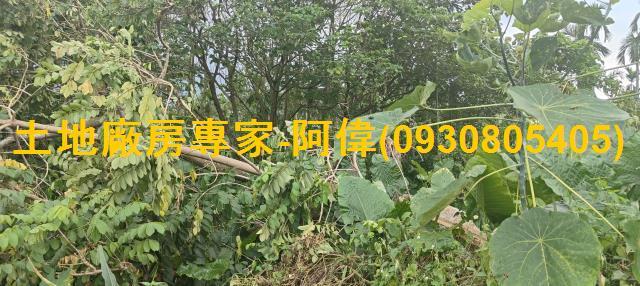 屏東農地-0