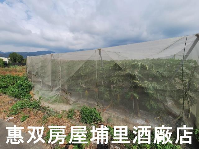 南投埔里農地-0