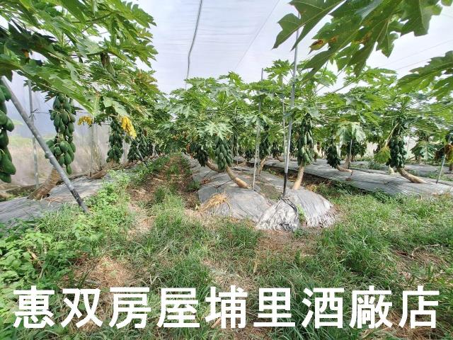 南投埔里農地-4