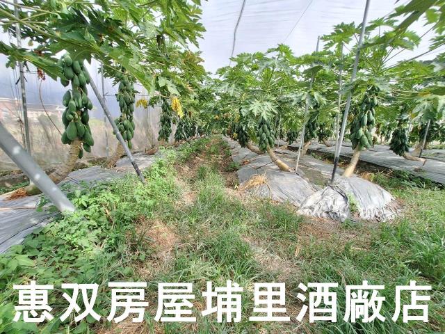 南投埔里農地-5