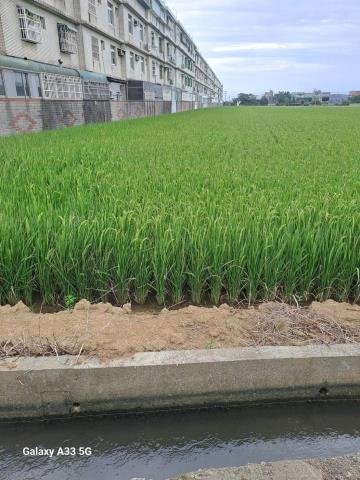 桃園觀音農地-2