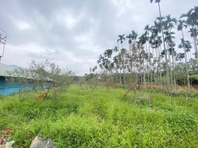 南投集集農地-4
