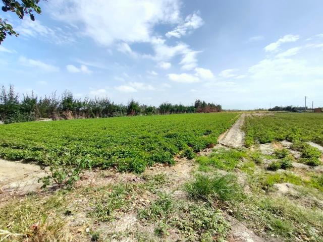 大城農地-5