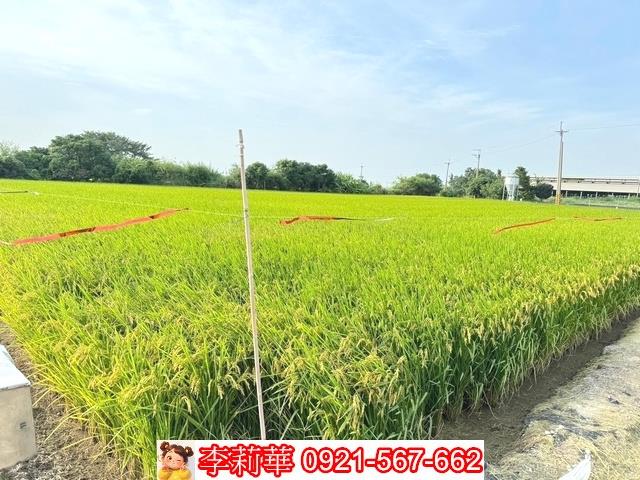 台南六甲農地-8