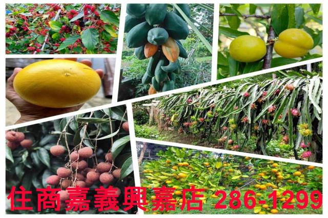 新竹竹東農地-3