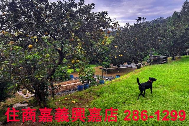 新竹竹東農地-5