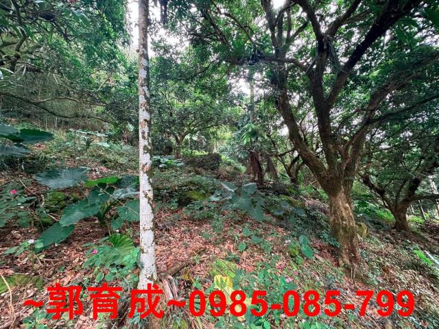 竹崎農地-12