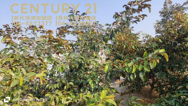 彰化埔心農地-3