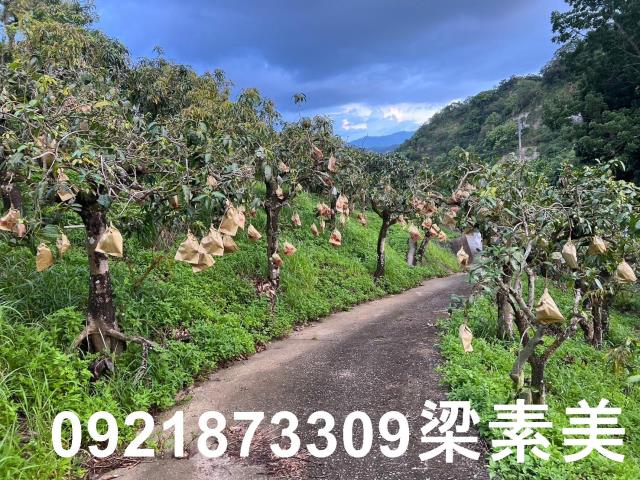 玉井農地-2