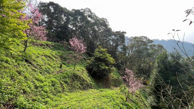 北埔農地-12