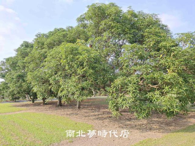 台南南化農地-2