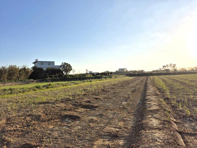 桃園新屋農地-2