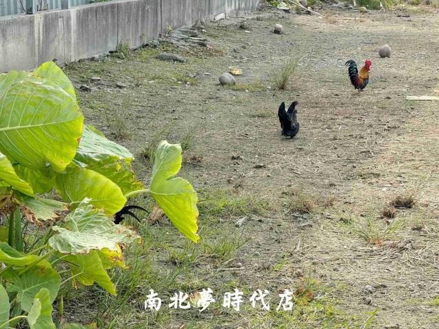 台南安南農地-4