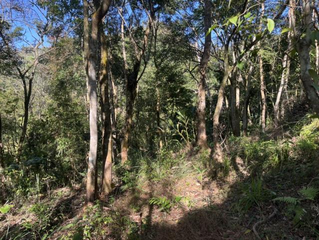 東勢山坡地-0