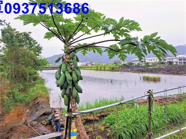 宜蘭員山農地-8