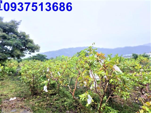 宜蘭員山農地-1