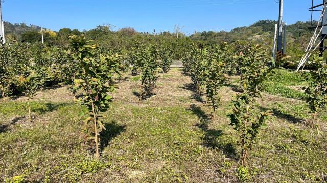 新竹峨眉農地-10