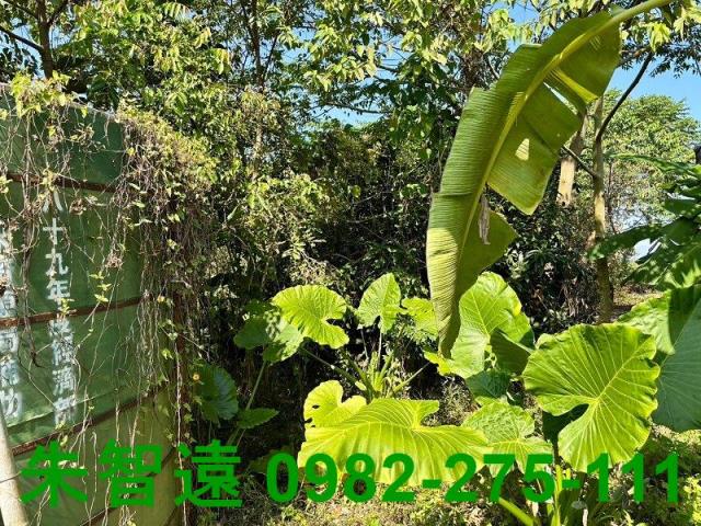 台南楠西農地-11