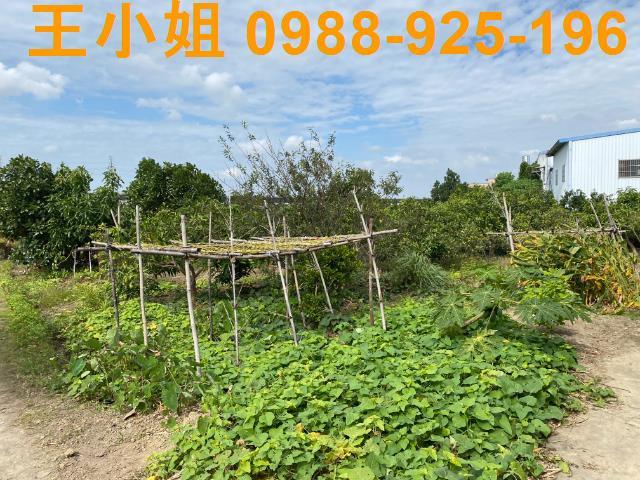桃園桃園區農地-0