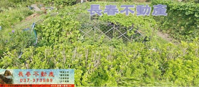 苗栗公館農地-1