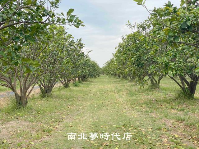 台南麻豆農地-1