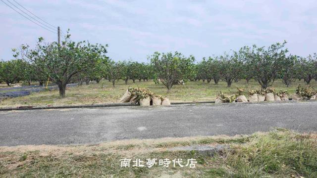 台南麻豆農地-2
