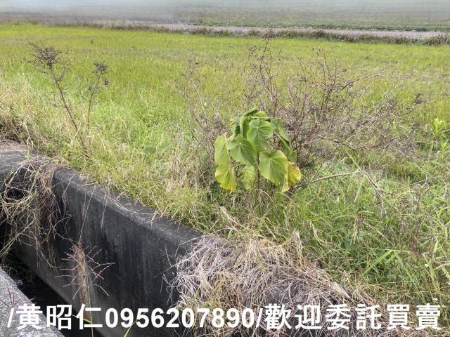 台南新市農地-5