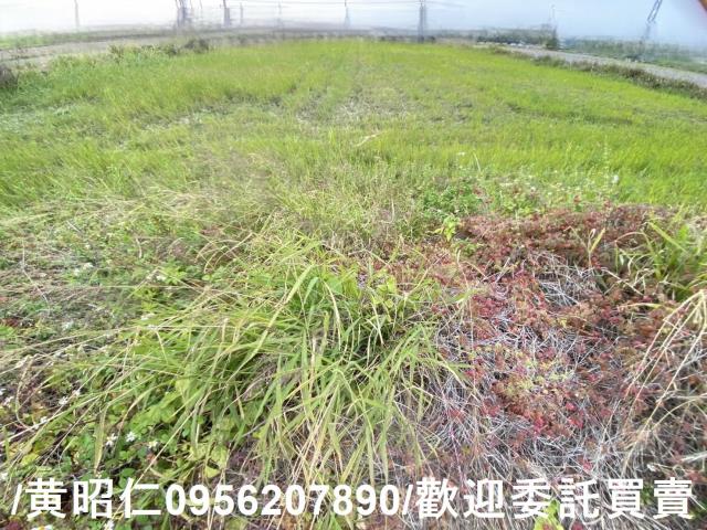 台南新市農地-6