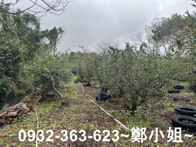 中壢農地-7