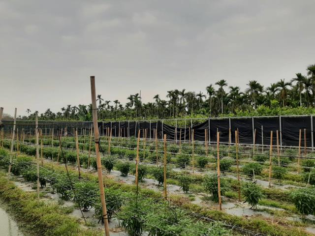 屏東鹽埔農地-1