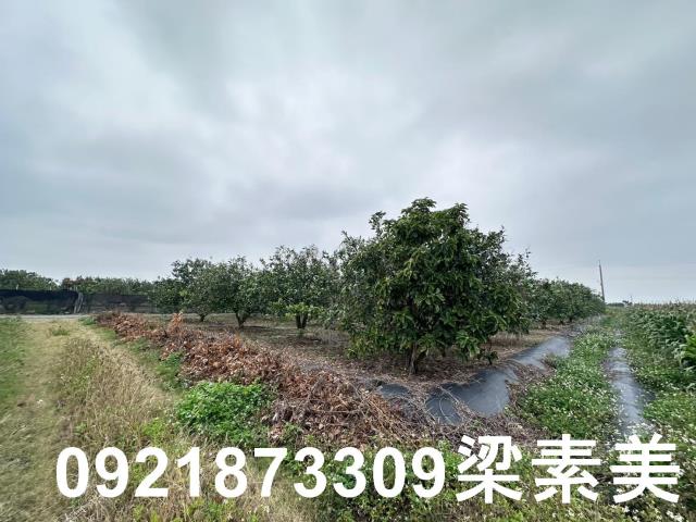 麻豆農地-1