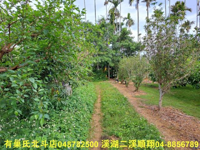 南投名間農地-6