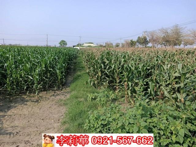 下營農地-12
