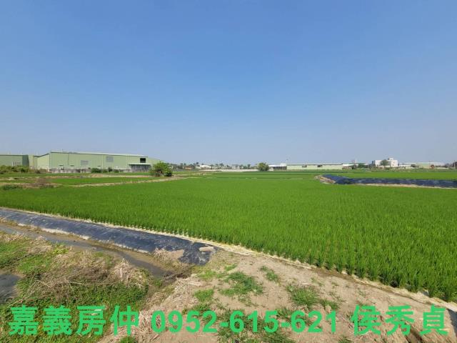西區農地-9