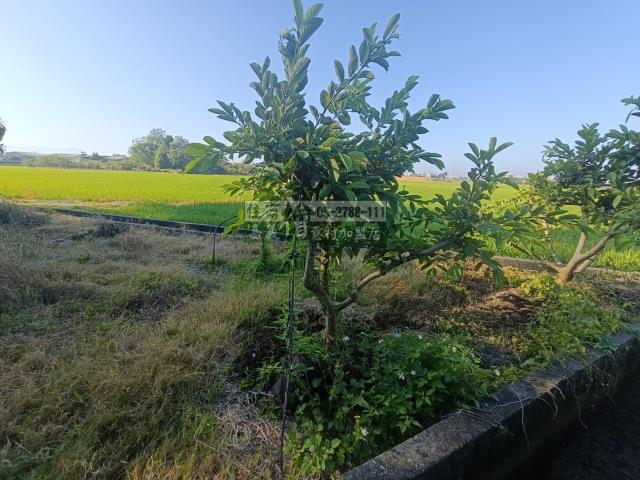 嘉義農地-8