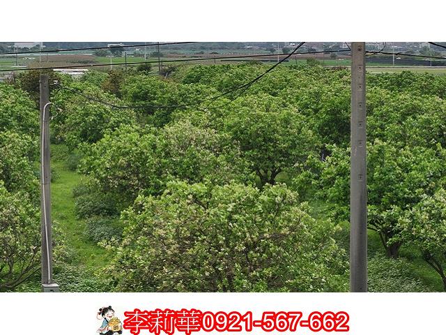 台南農地-8