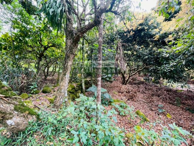 竹崎農地-5